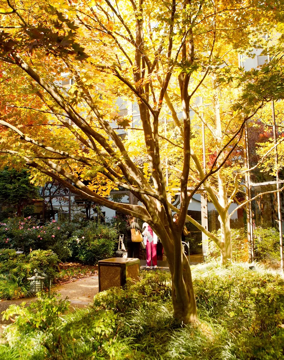 Japanese maple trees with golden autumn foliage surrounding a landscaped garden walkway.